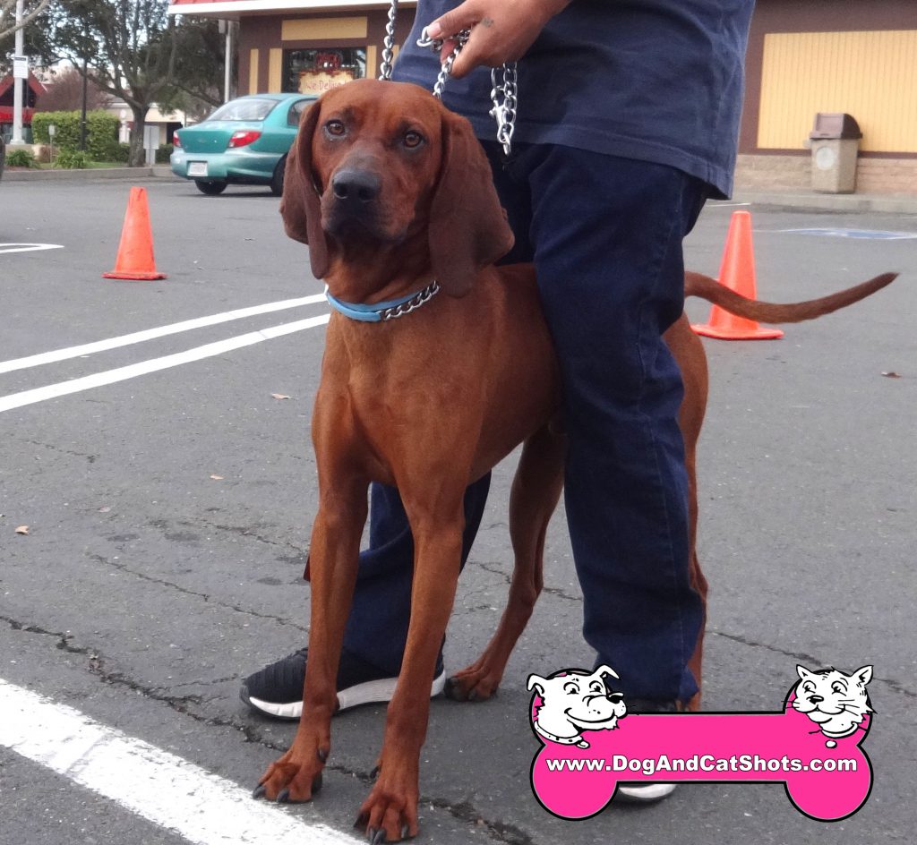 redbone coonhound cost