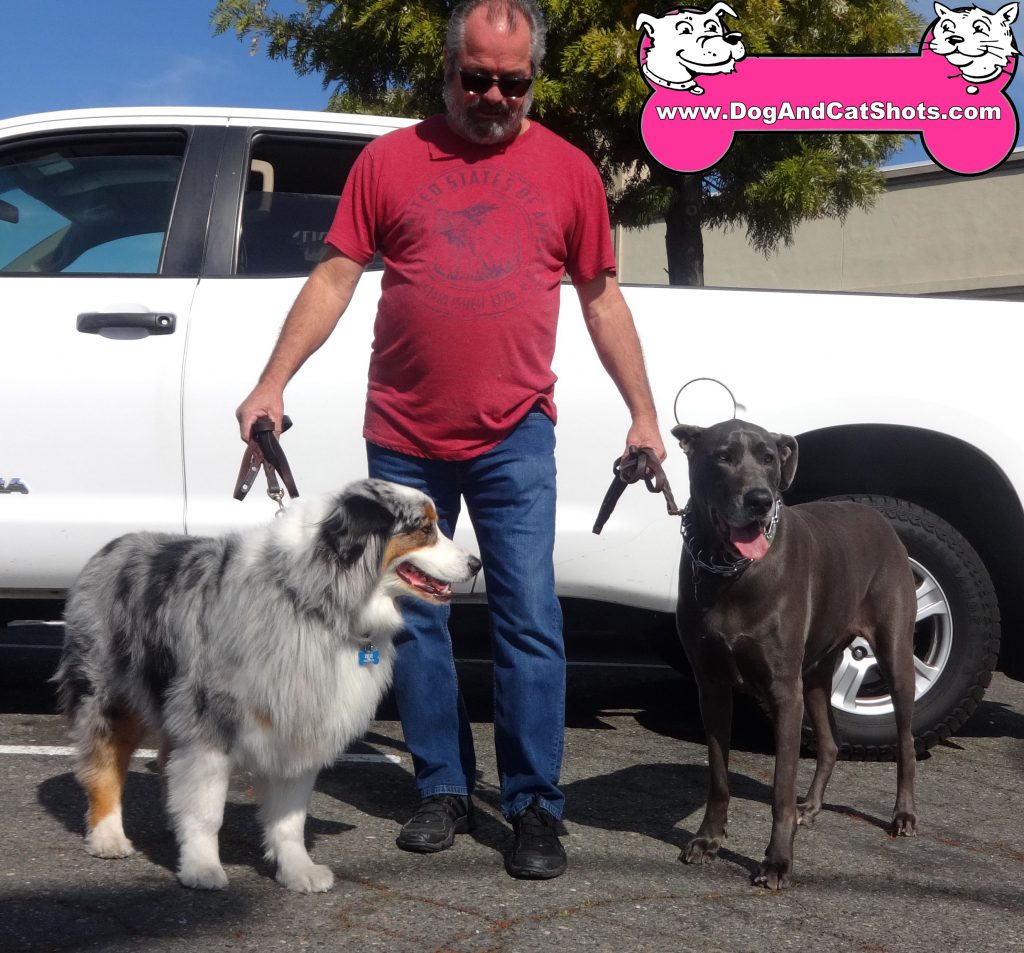 australian shepherd great dane