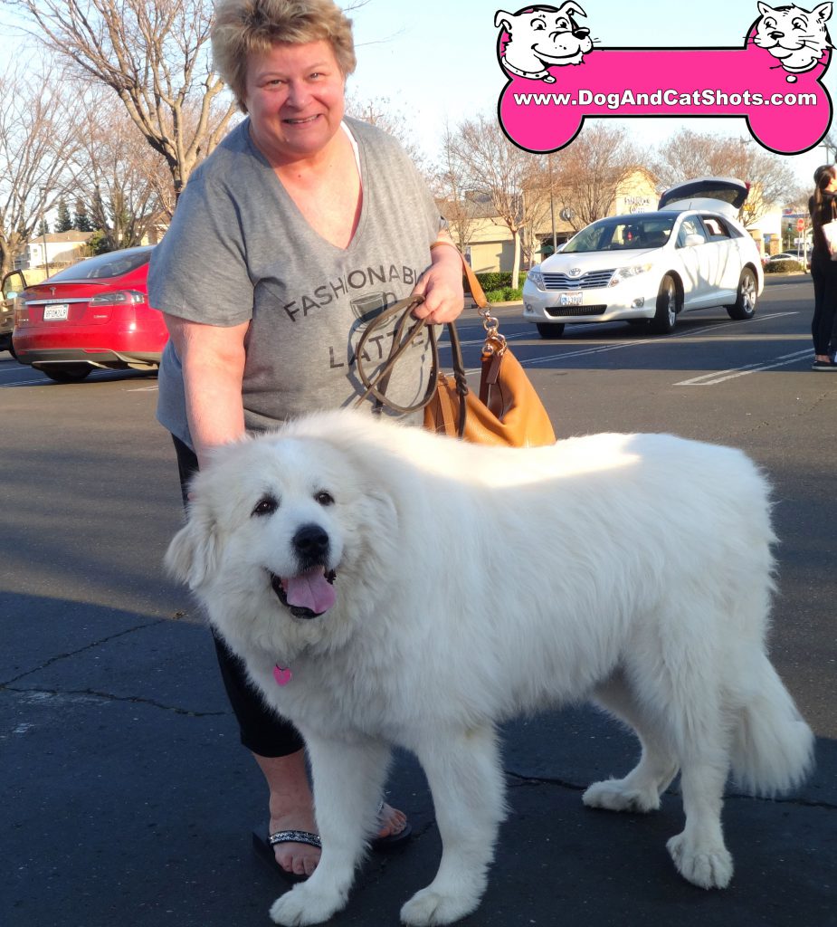 biggest great pyrenees
