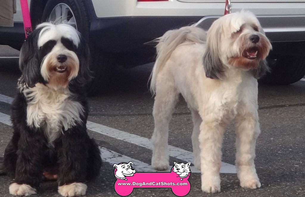 Tibetan sales terrier hair