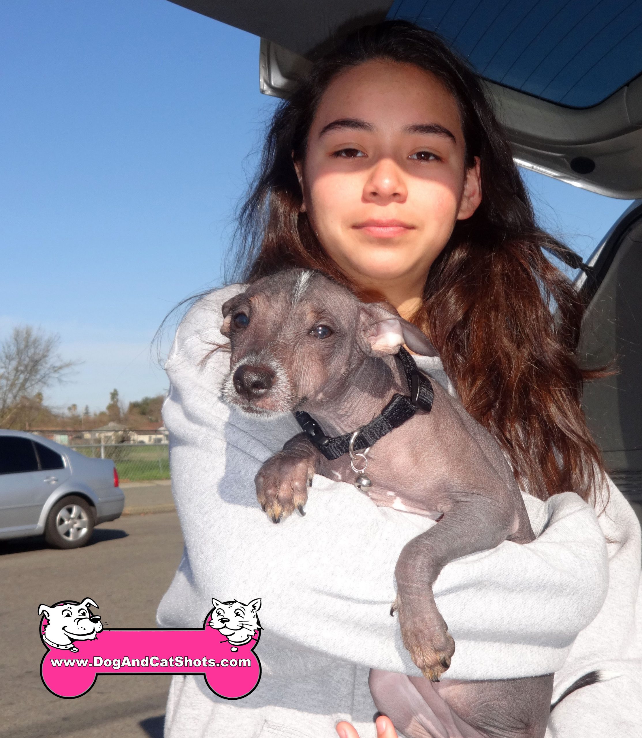 The xolo deals dog price