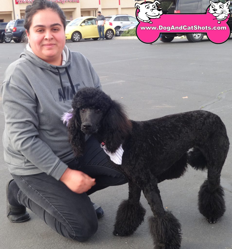 poodle curly hair