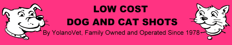 Low Cost Dog and Cat Shots in Northern California