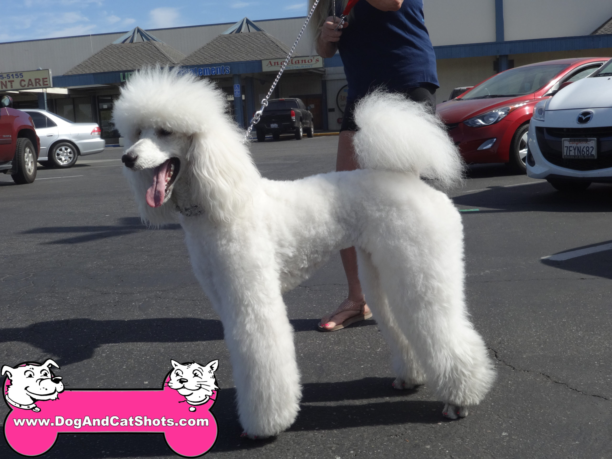 Hollywood the Poodle at our Manteca Clinic