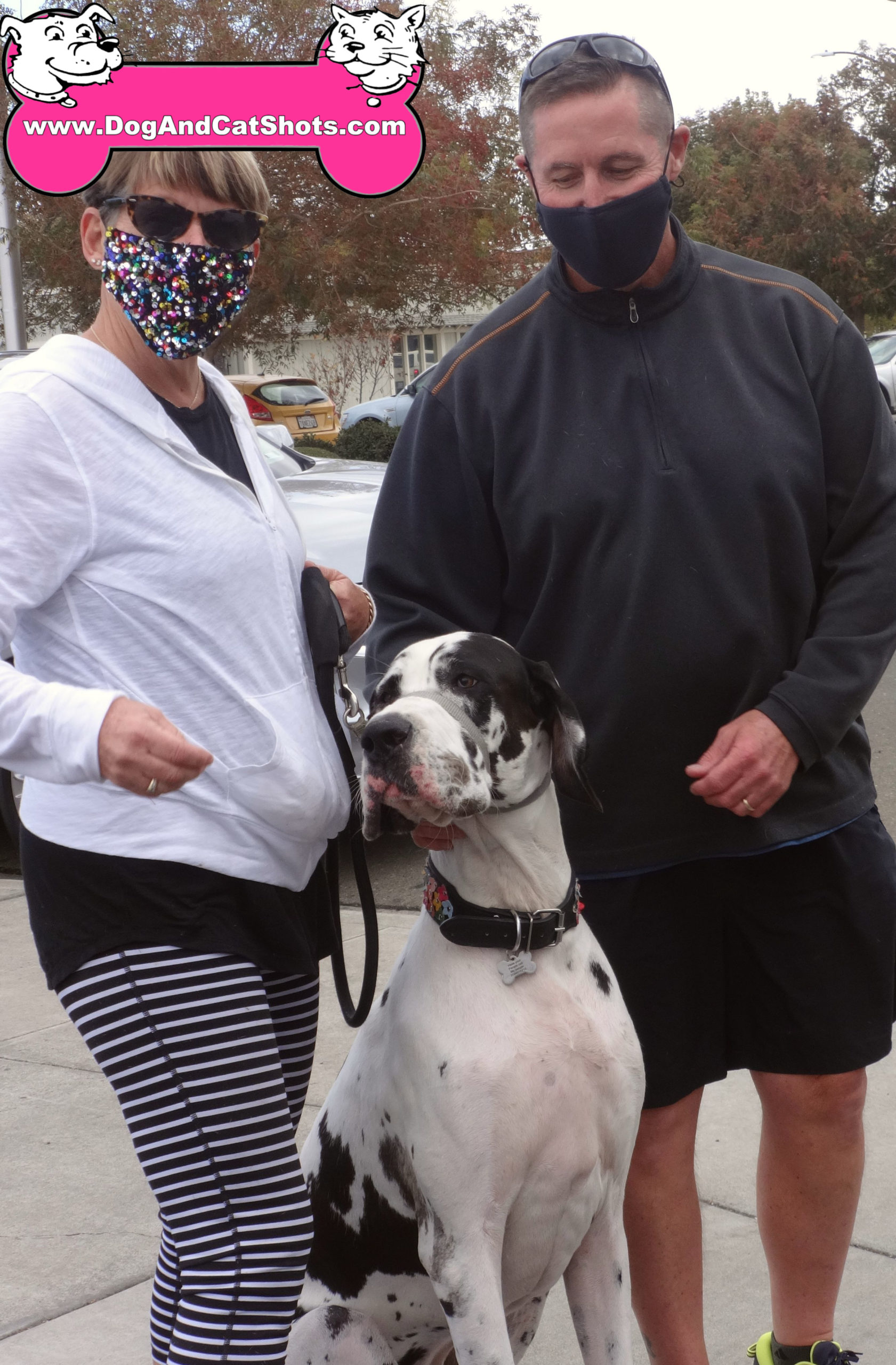 Olive the Great Dane at our Tracy Clinic