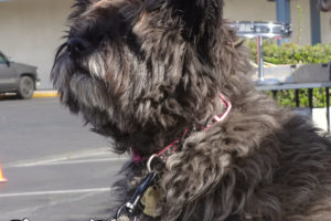 Lucy the Norwich Terrier at our Manteca Clinic