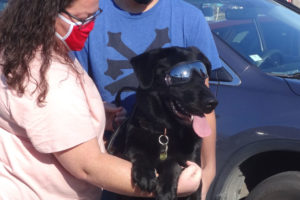 Ares the Labrador Retriever