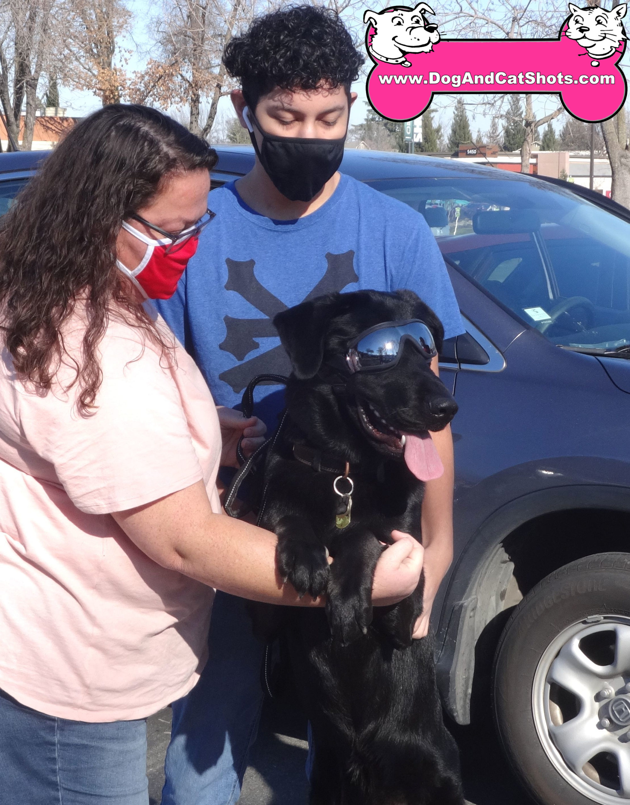 Ares the Labrador Retriever