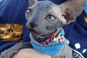 Willow the Sphynx