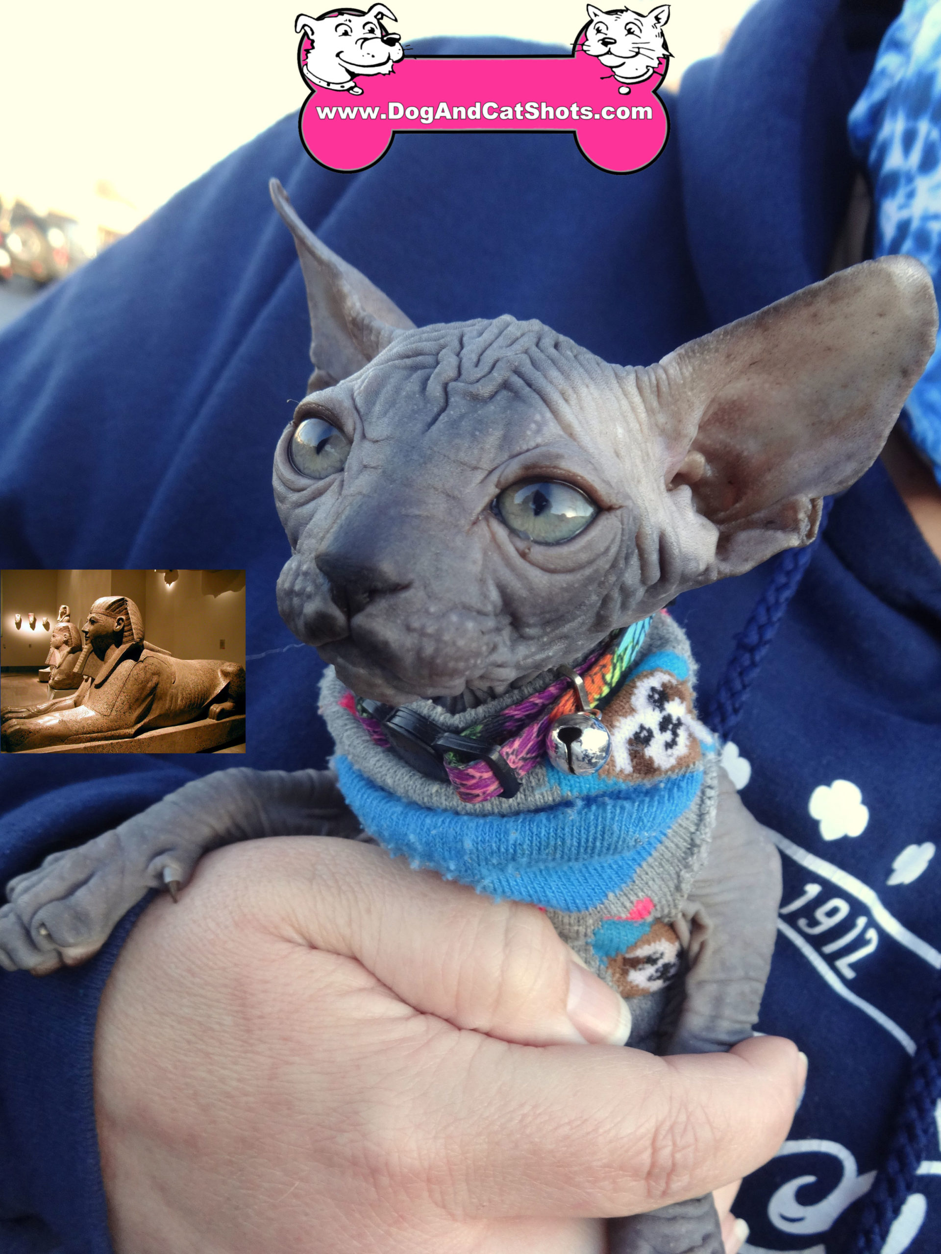 Willow the Sphynx