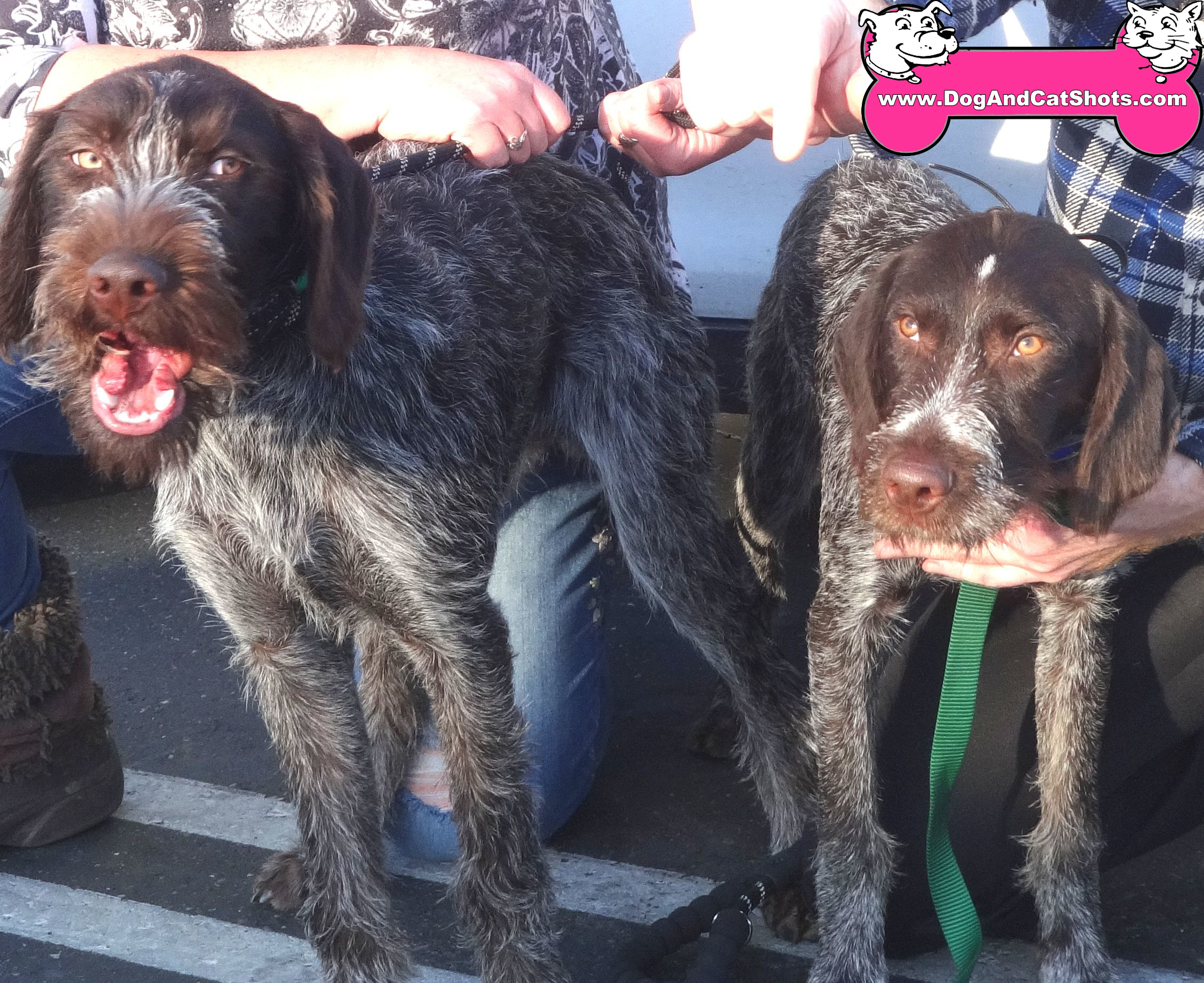 Otto and Scout at our Folsom Clinic