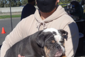 Gunner the English Bulldog