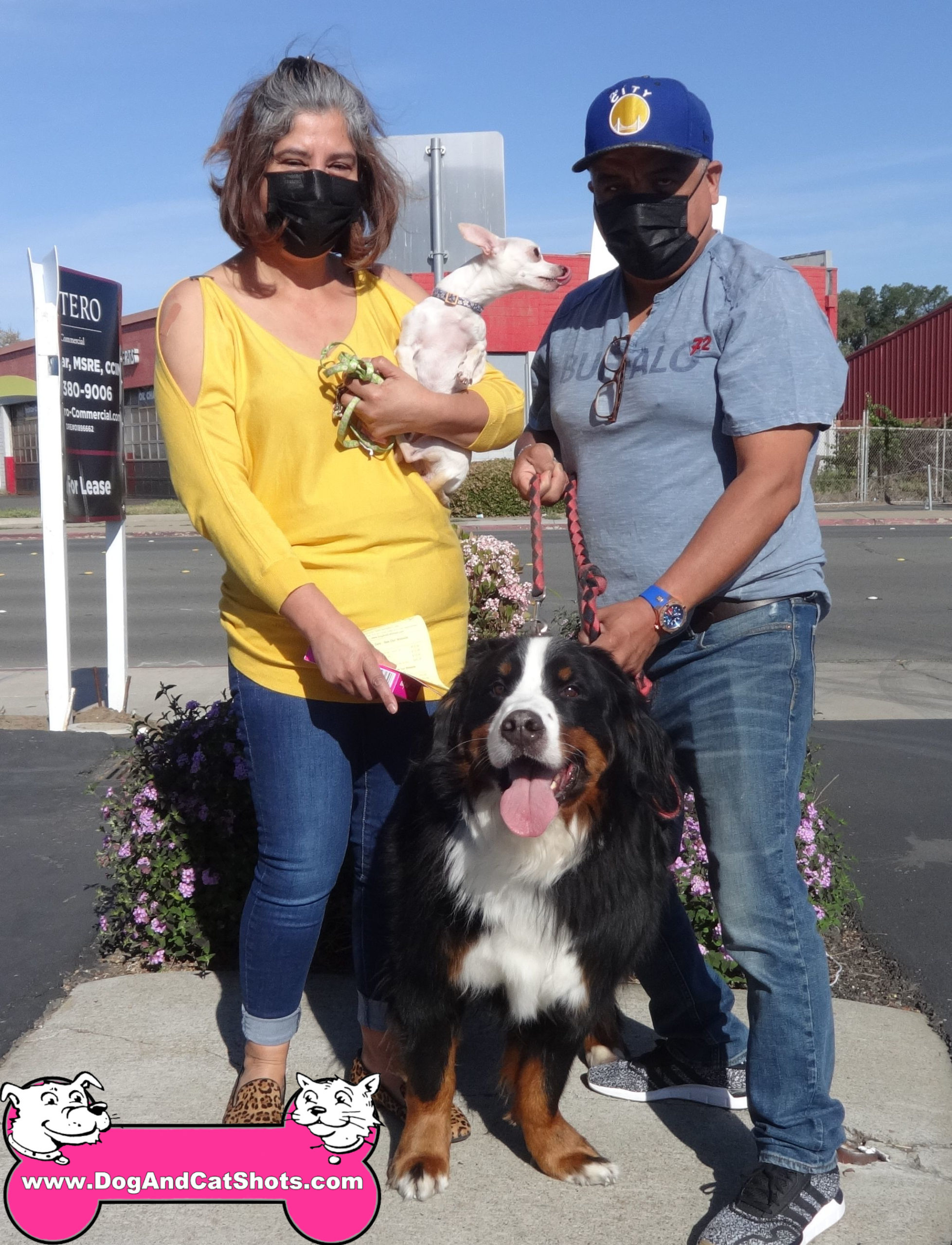 Bernese mountain hot sale dog commercial