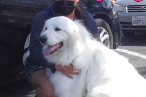 Clara the Great Pyrenees at our Solano Clinic