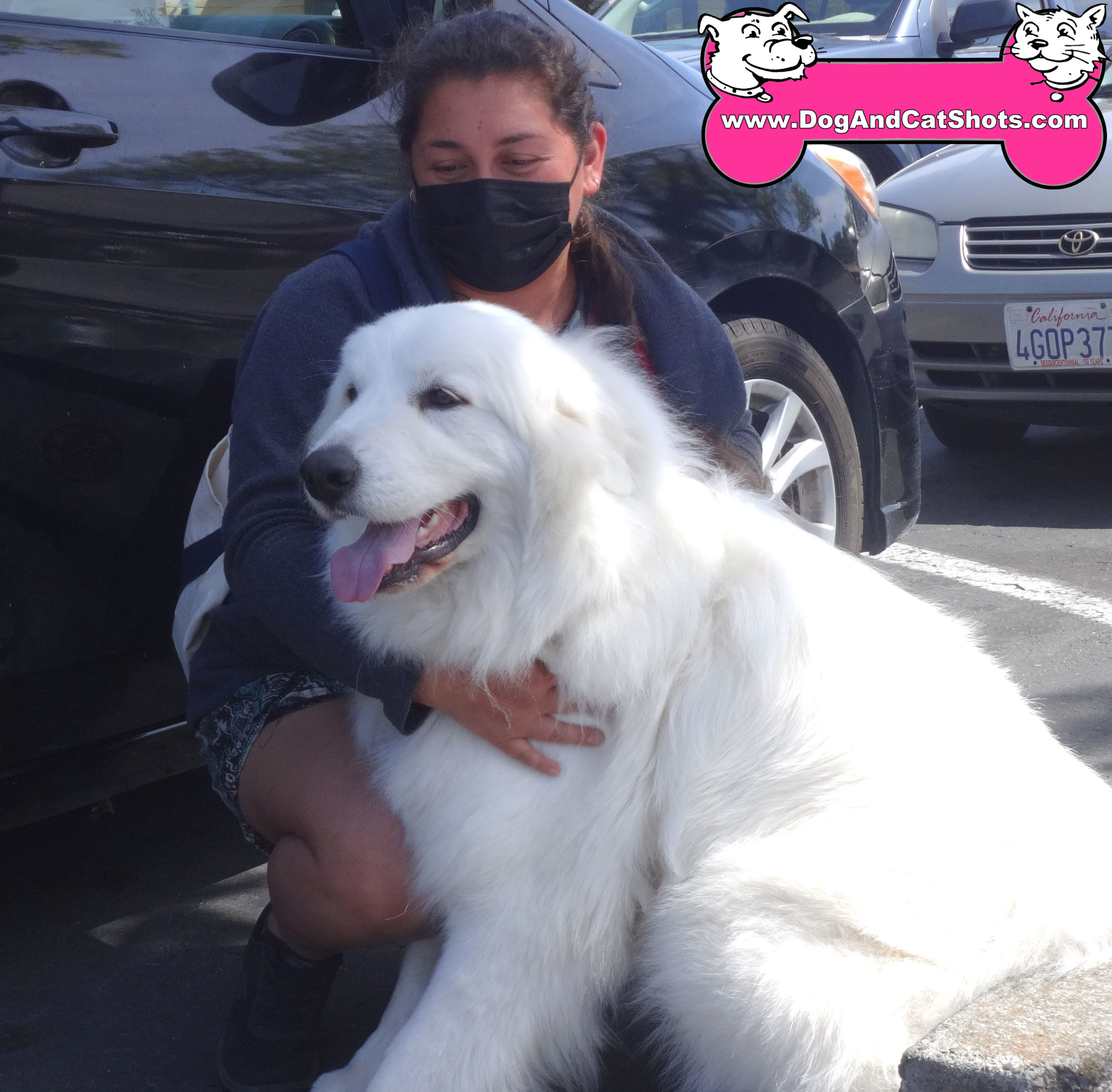 Clara the Great Pyrenees at our Solano Clinic