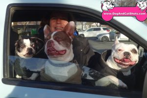 Callie, Bull, and Panda the Boston Terriers