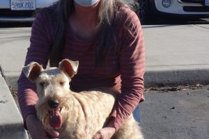 Madigan the Terrier at our Vacaville Clinic