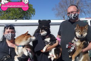 Nori, Indy, and Hiro the Shiba Inus