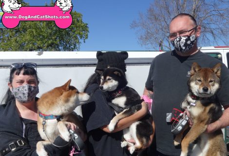 Nori, Indy, and Hiro the Shiba Inus