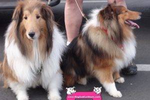 Apollo and Orion the Shelties
