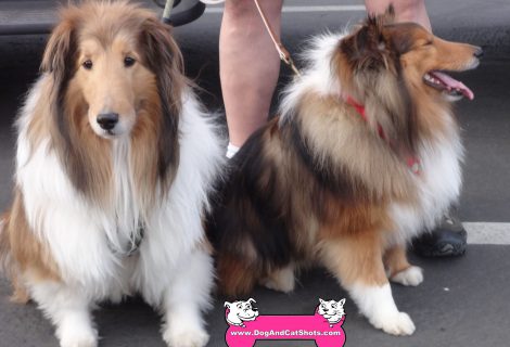 Apollo and Orion the Shelties