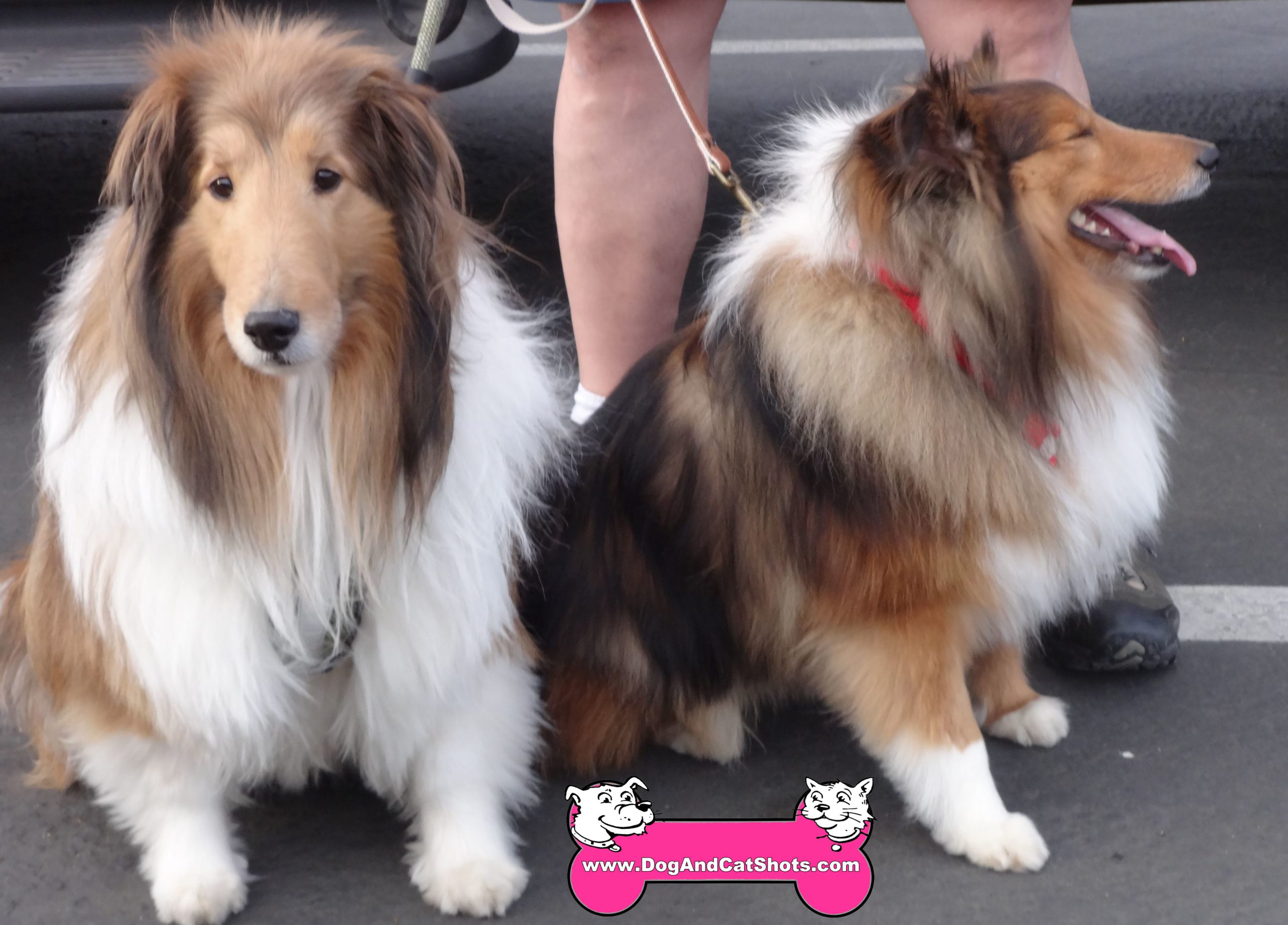 Apollo and Orion the Shelties