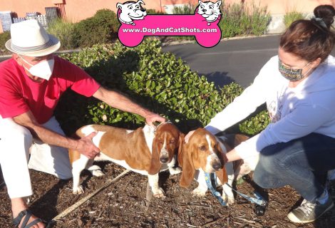 Harold and Maude the Bassett Hounds