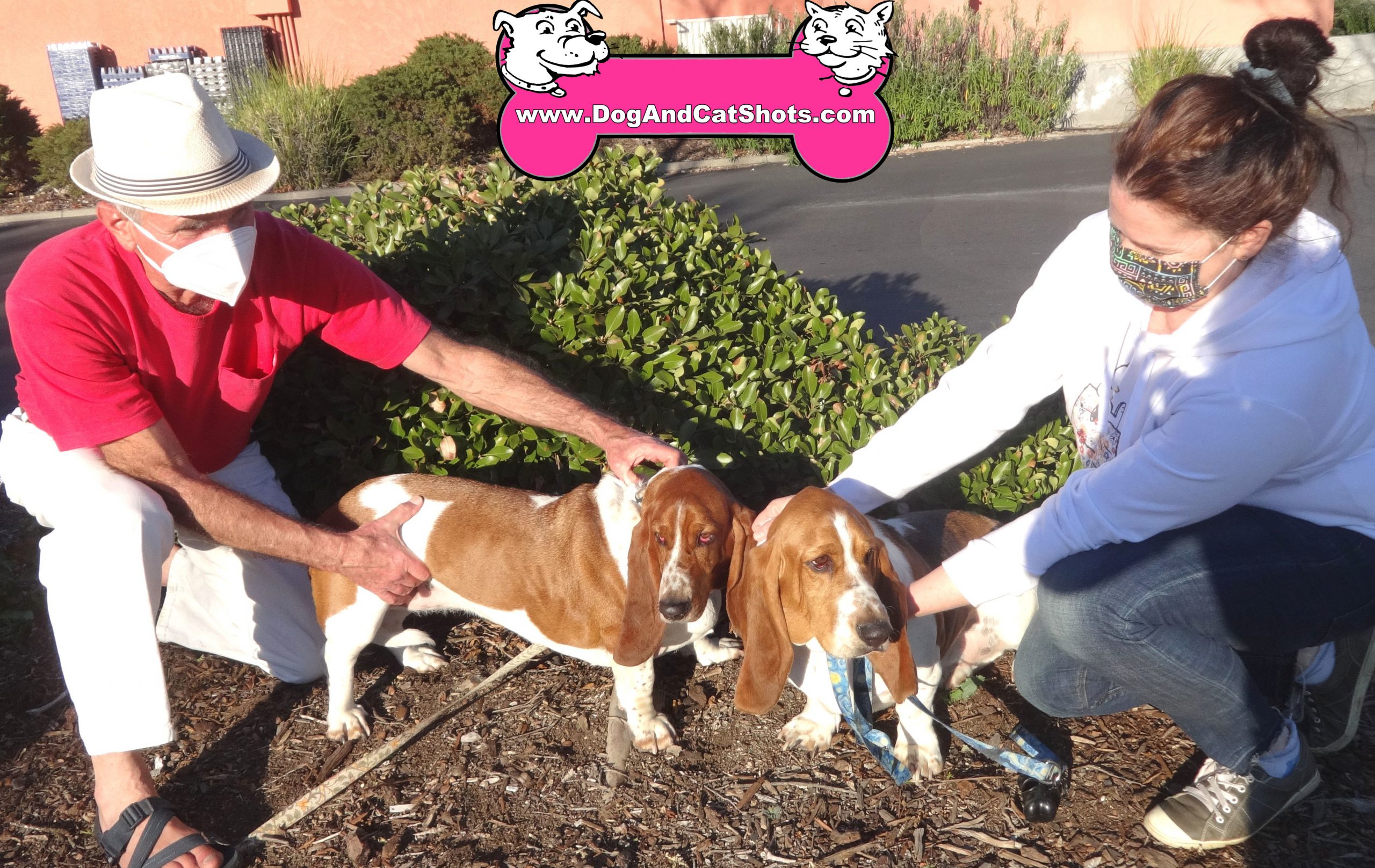 Harold and Maude the Bassett Hounds