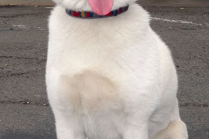 Koi the Shiba-Inu
