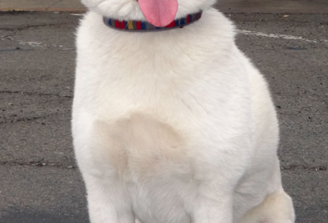 Koi the Shiba-Inu